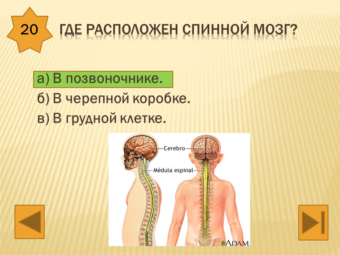 Где расположен спинной мозг? а)