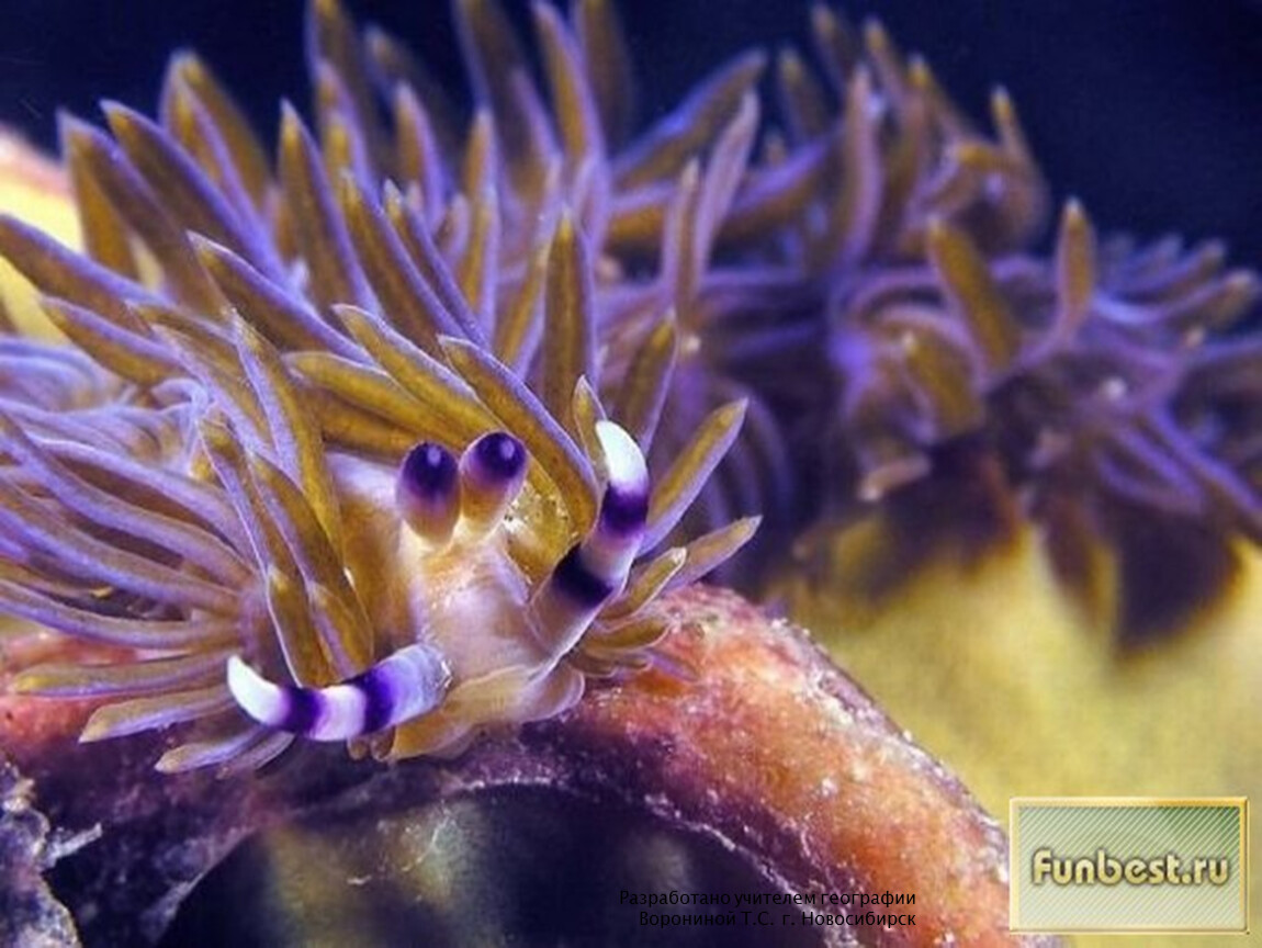 Сообщение удивительные обитатели мирового океана. Голожаберные моллюски. Голожаберный моллюск Немброта кубараяна. Обитатели океана. Необычные морские обитатели.