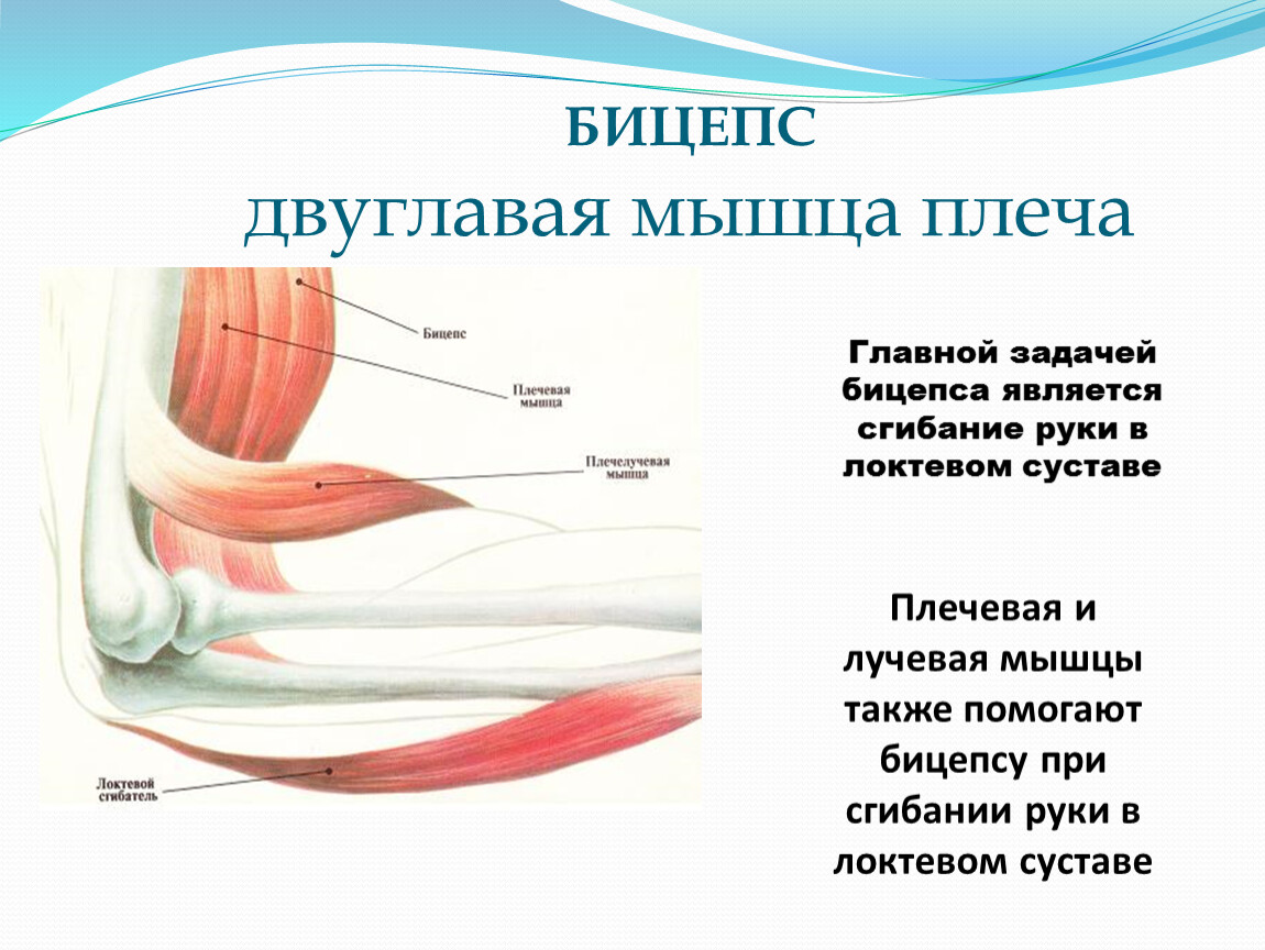 Двуглавая мышца плеча. Иннервация двуглавой мышцы плеча. Бицепс строение мышцы анатомия. Бицепс крепление и функции. Бицепс плеча функции.