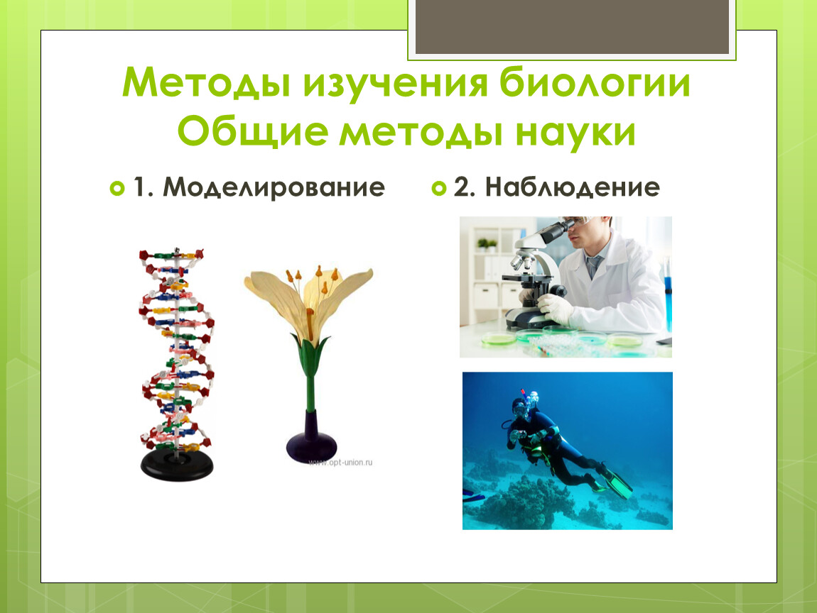 Иллюстрации методов биологических исследований