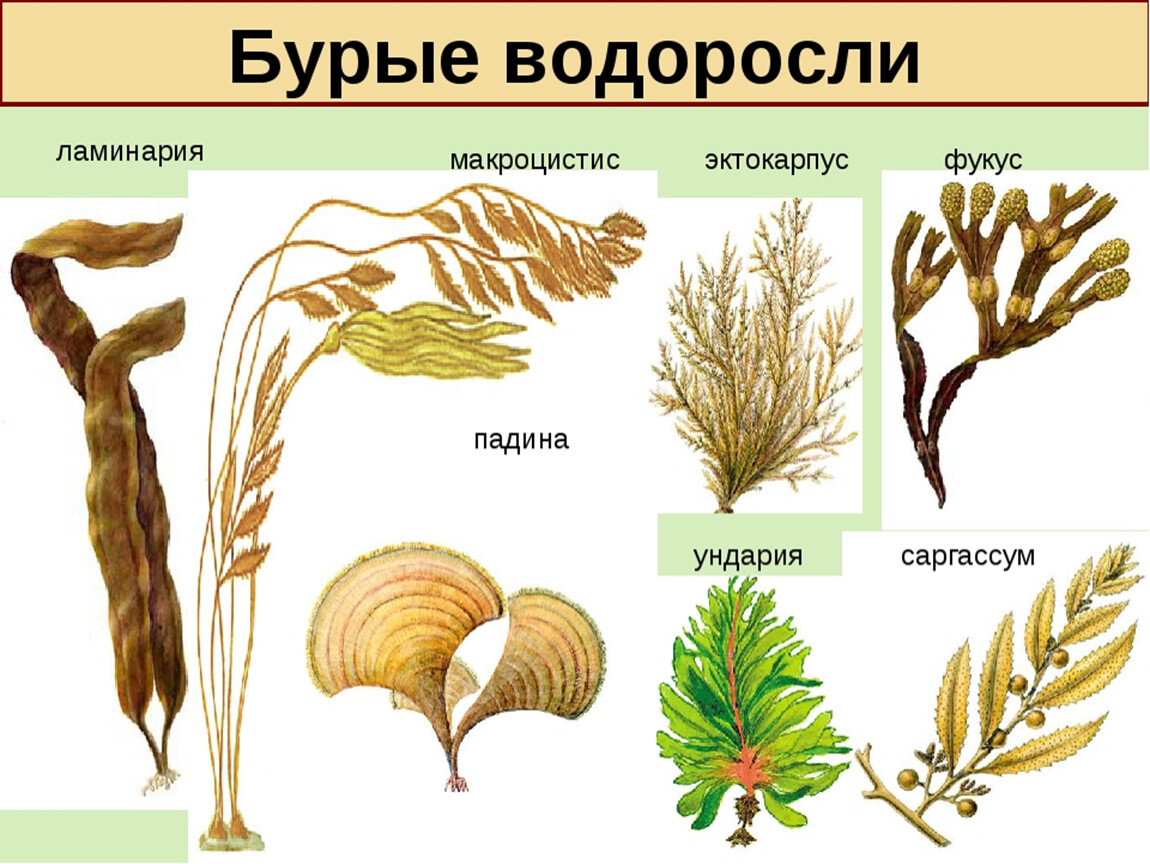 Разнообразие водорослей биология. Многообразие бурых водорослей. Водоросли 5 класс биология. Класс бурые водоросли. Названия водорослей 5 класс биология.