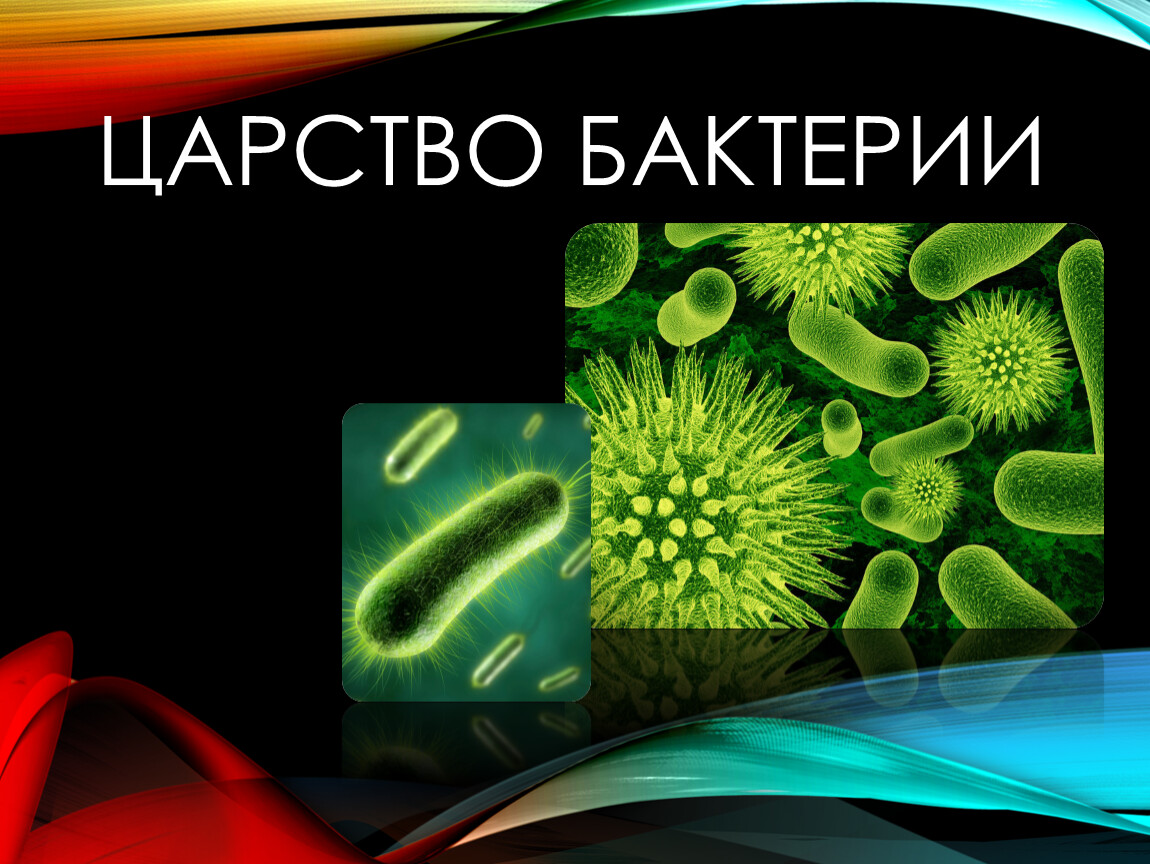 Царство бактерий водоросли. Царство бактерий. Царства микроорганизмов. Царство бактерий фирмикуты. Царство бактерий Мендозикуты.