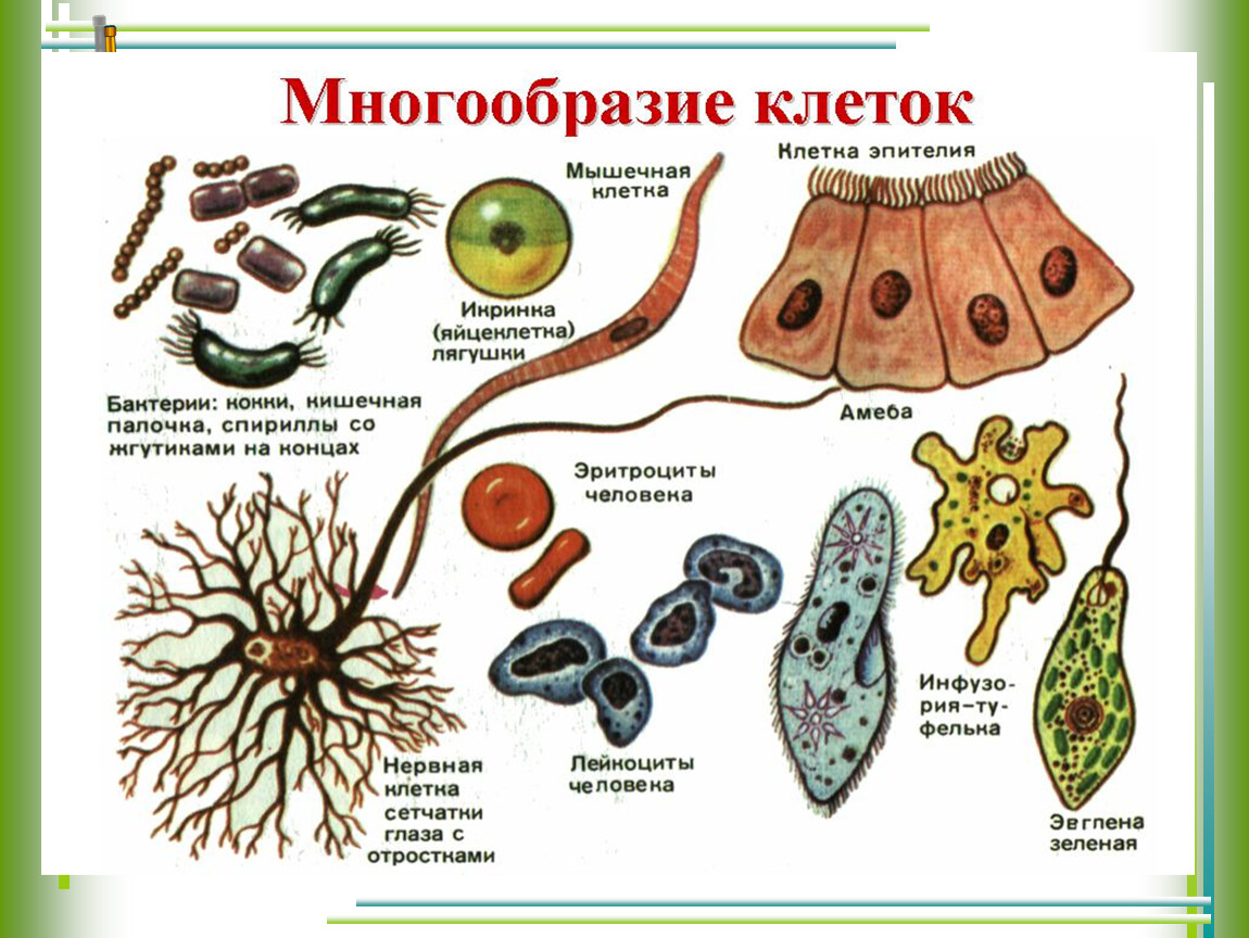 Клетки животной ткани рисунок