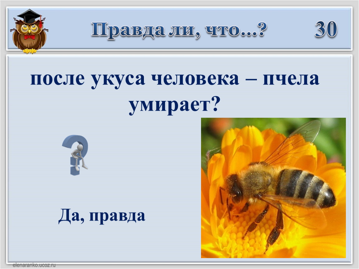 Умирает ли пчела от укуса. Пчела погибает после укуса. Погибает ли пчела после укуса человека. Почему пчела погибает после того как ужалит.