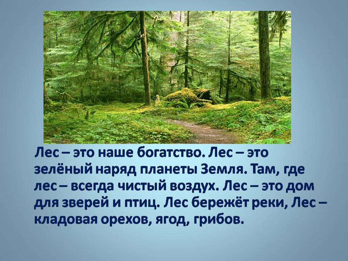 Презентация наше богатство 4 класс. Лес. Лес богатство. Проект наши леса. Предложения на тему лес наше богатство.