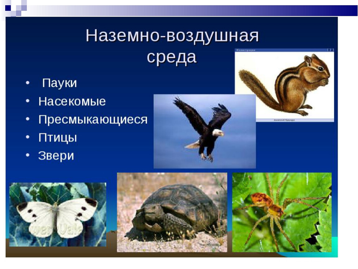 Наземно воздушные насекомые. Наземно воздушная среда презентация. Наземно-воздушная среда картинки. Удивительные животные наземно воздушной среды.