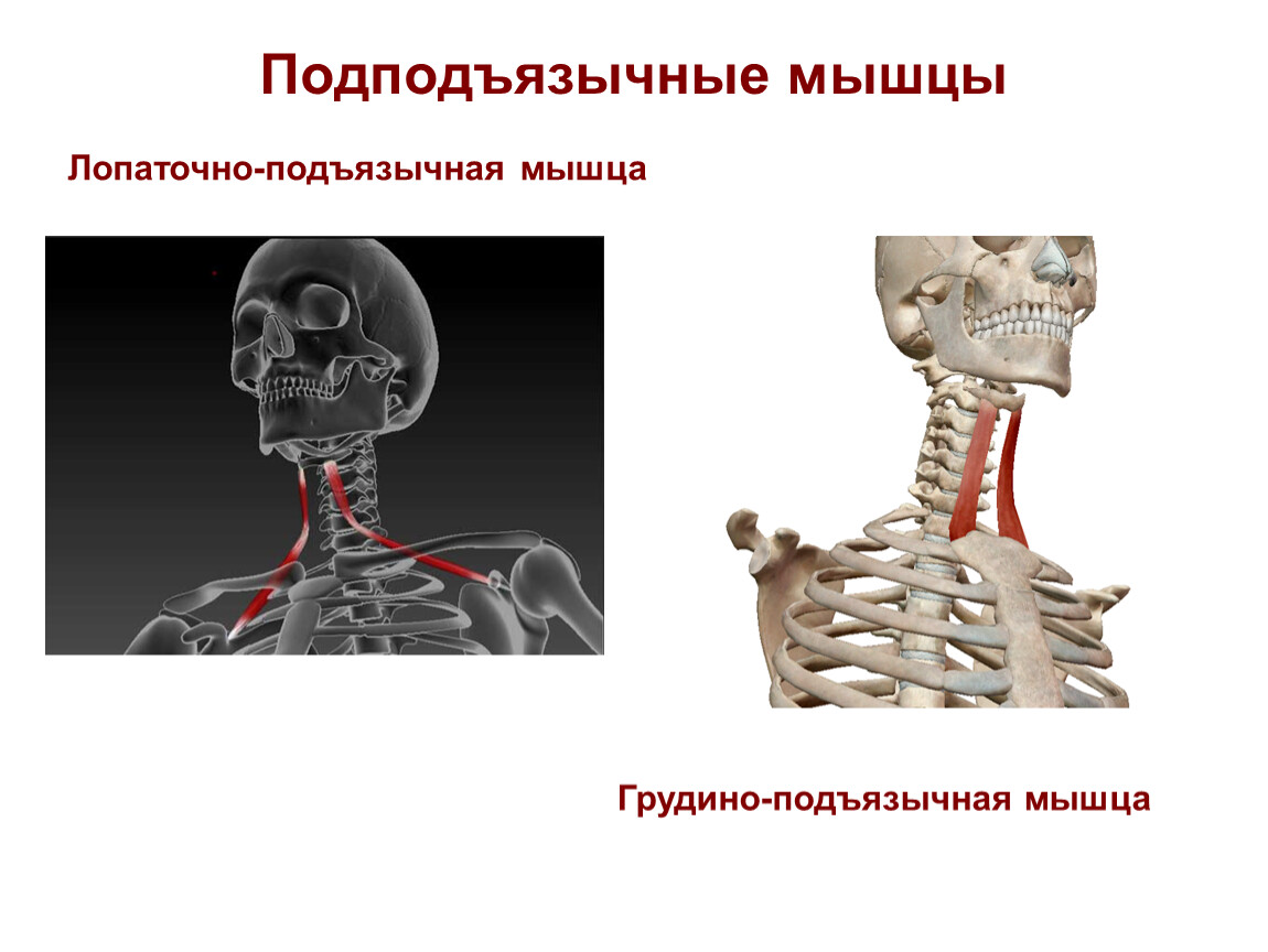 Подъязычные мышцы шеи анатомия