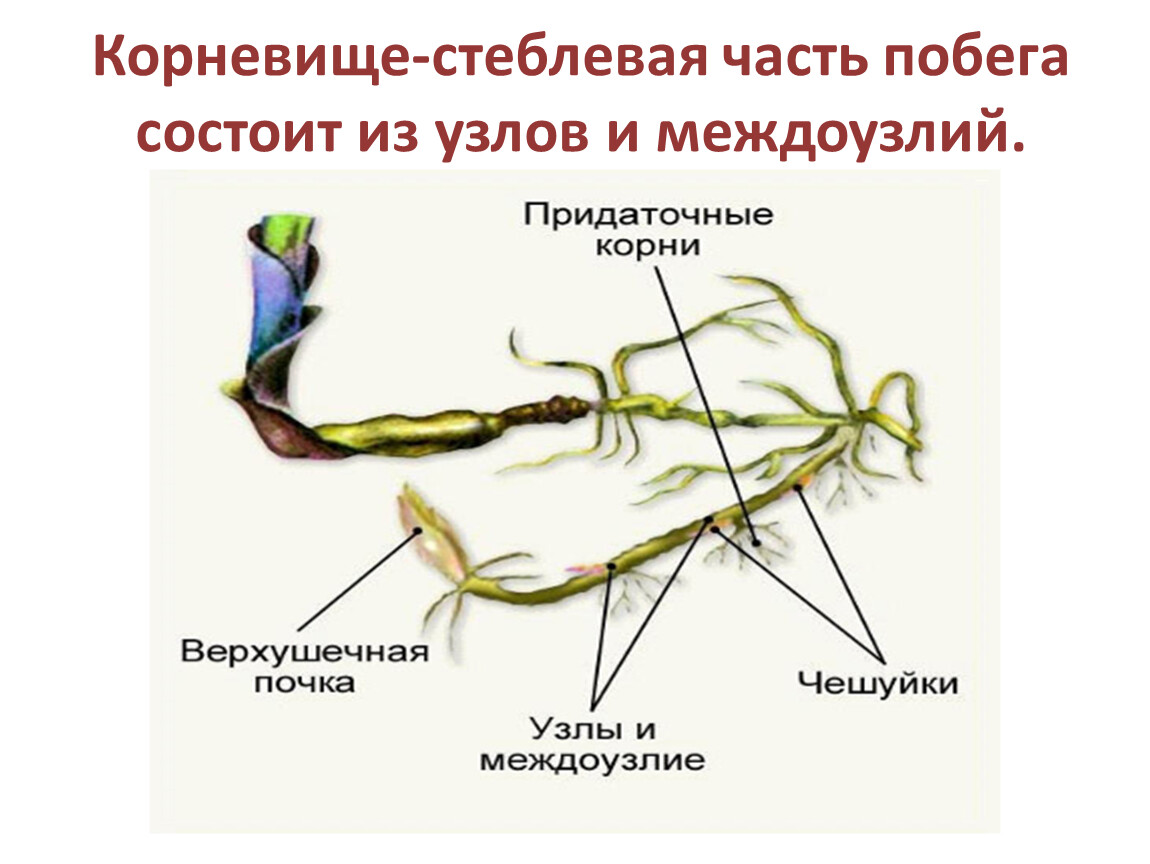 Из каких частей состоит побег