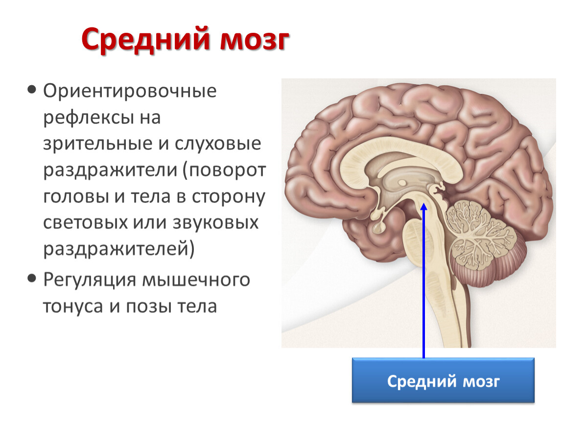 Функции среднего головного мозга человека. Строение и функции среднего мозга мозга. Центры ориентировочного рефлекса расположены в. Центры слуховых ориентировочных рефлексов находятся в. Средний мозг центры рефлексов.