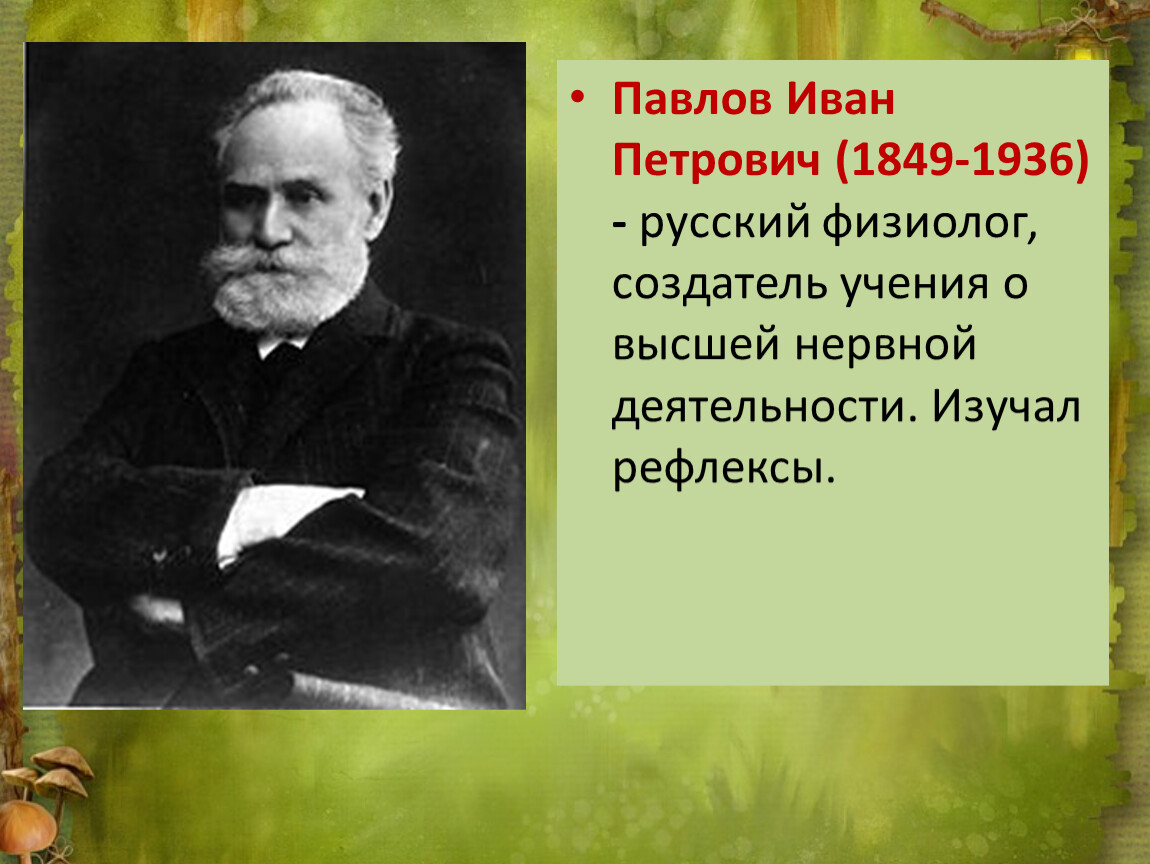 Создатель учения. Павлов Иван Петрович (1849-1936), достижения. Иван Петрович Павлов (1849 – 1936) – Великий русский учёный. Русский физиолог создатель учения о высшей нервной деятельности. Учение Ивана Павлов.