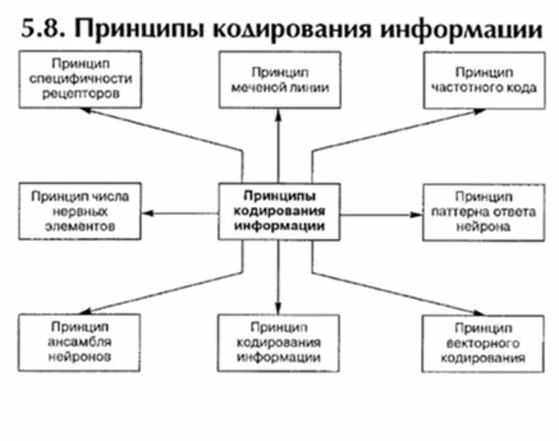 Принцип кодирования. Принципы кодирования информации. Принципы кодирования информации в нервной системе. Принцип специфичности кодирования. Кодирование информации психофизиология.