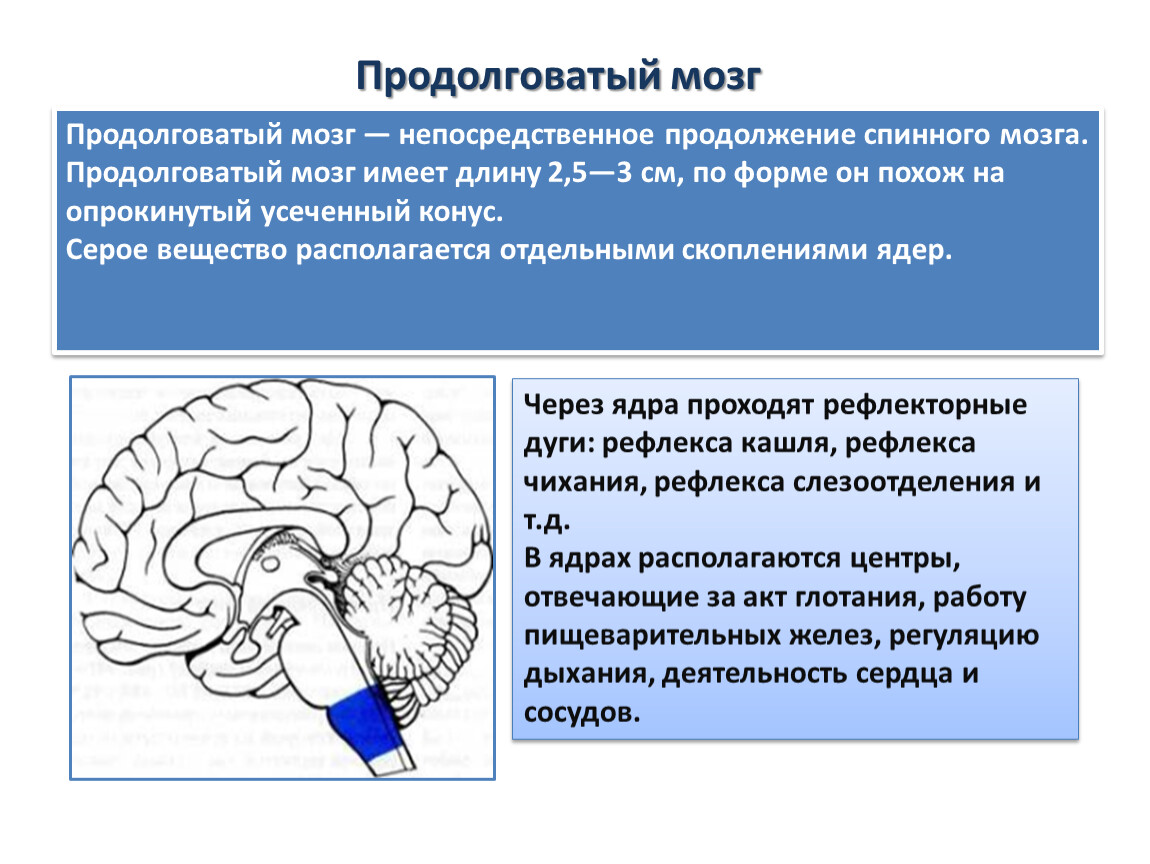 Продолговатый отдел мозга строение. Продолговатый мозг строение и функции. Медиобазальном отделе продолговатого мозга расположены:. АМПП продолговатый мозг. Структура продолговатого мозга человека.