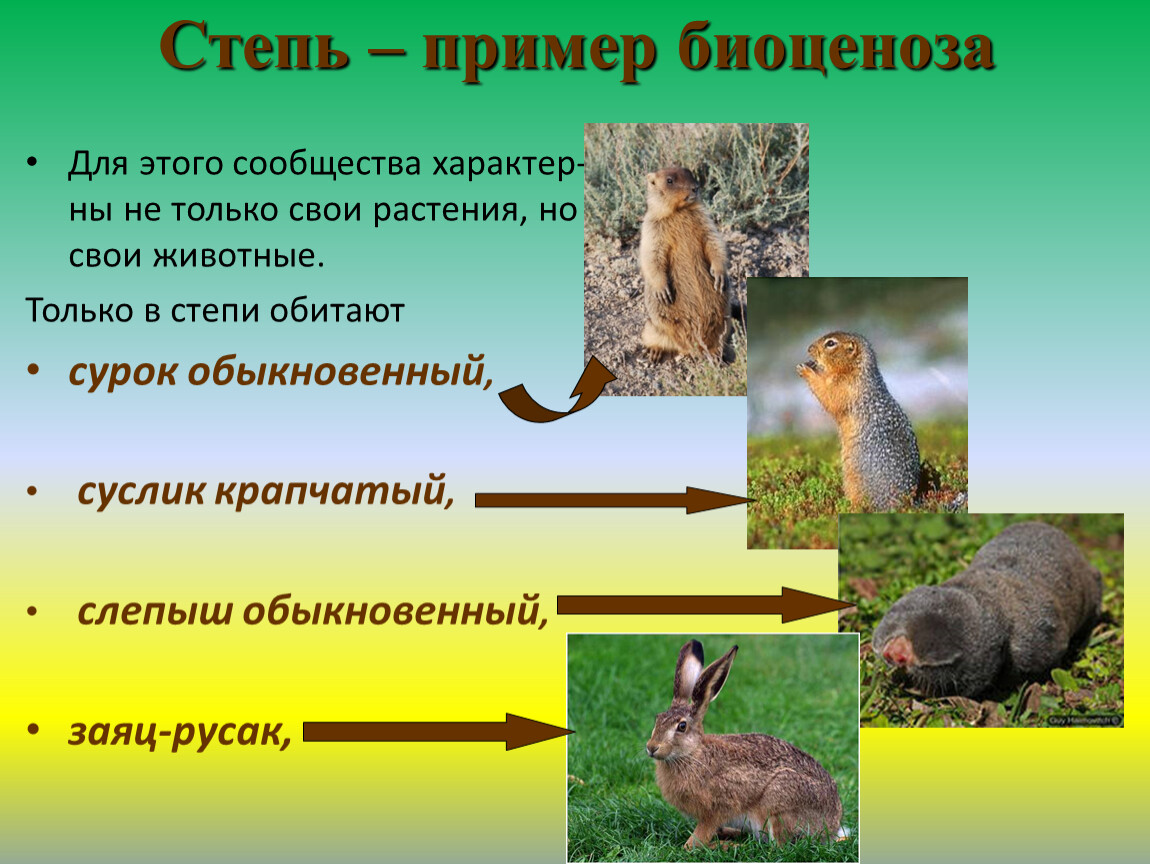 Живые организмы в степи. Биоценоз степи. Примеры стопных животный. Примеры степных животных.