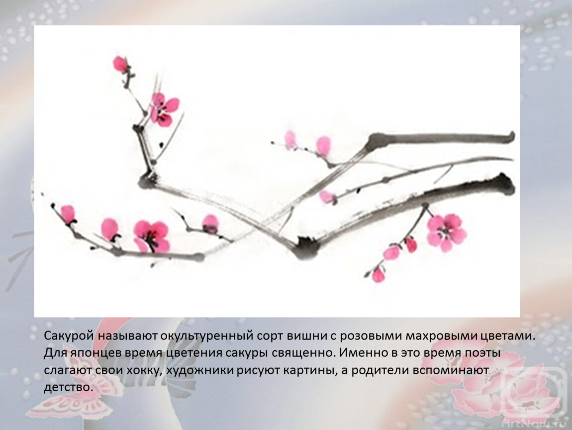Хокку про сакуру. Сакура для презентации. Cherry Blossom презентация. Природные зоны рисование ветки Сакуры презентация.
