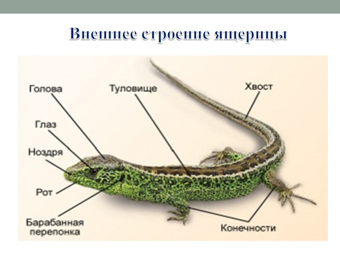 Особенности кожного покрова пресмыкающихся. Строение пресмыкающихся 2 класс. Внешнее строение прыткой ящерицы. Внешнее строение пресмыкающихся 7 класс. Схема внешнего строения пресмыкающихся.