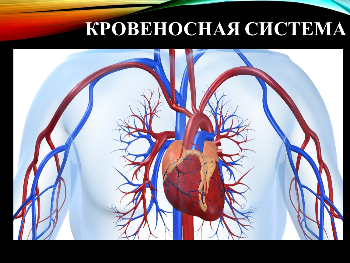 3 системы организма. Кровеносная система человека. Кровеносная система человека схема. Кровообращение 3 класс. Транспортная система организма кровеносная система.