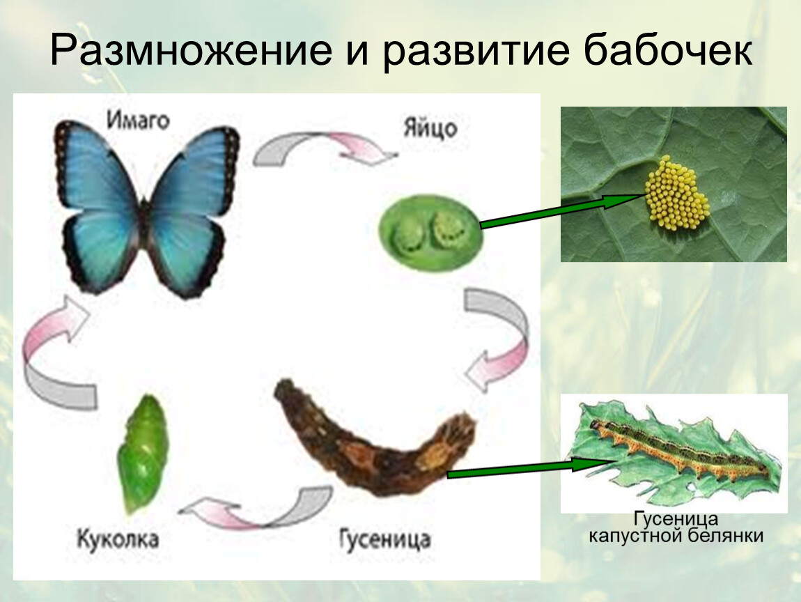 Стадии появления бабочки картинки