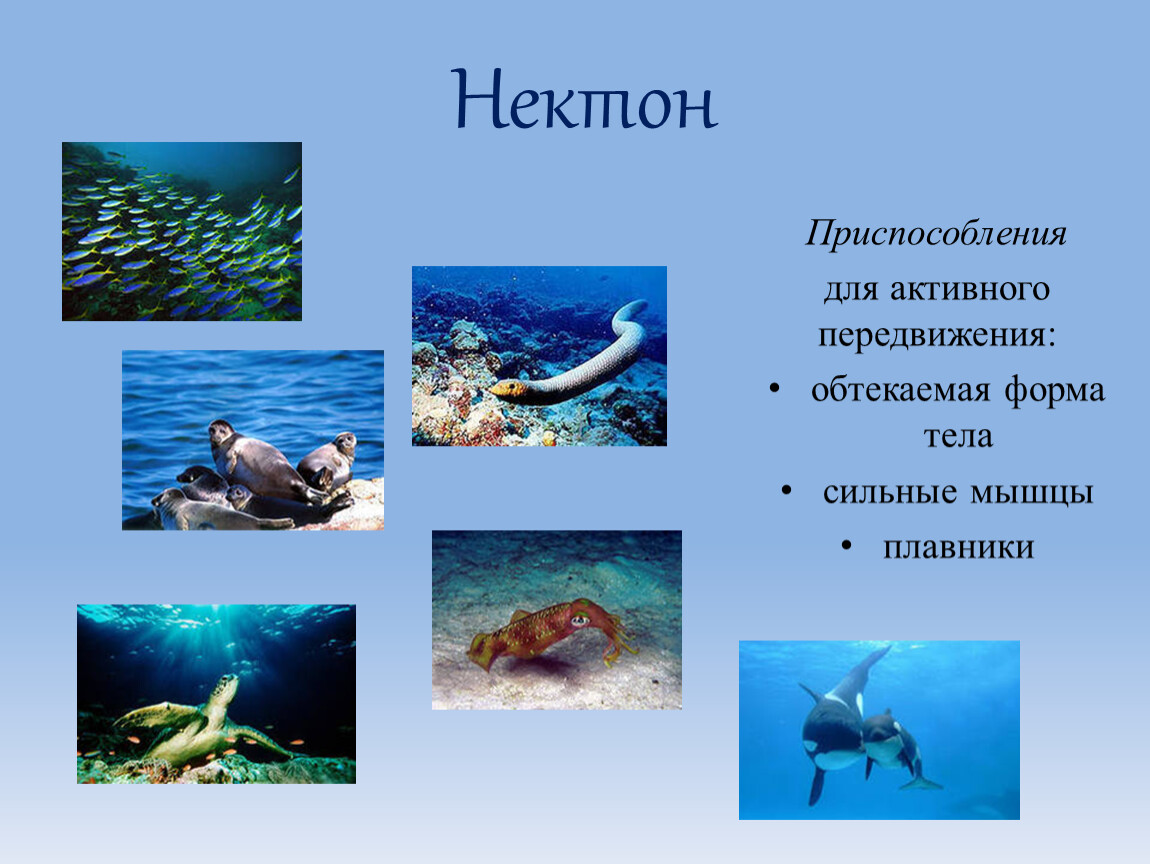 Приспособление живых организмов в океане. Планктон Нектон бентос. Адаптация нектона к водной среде. Приспособления нектона. Приспособления к водной среде.