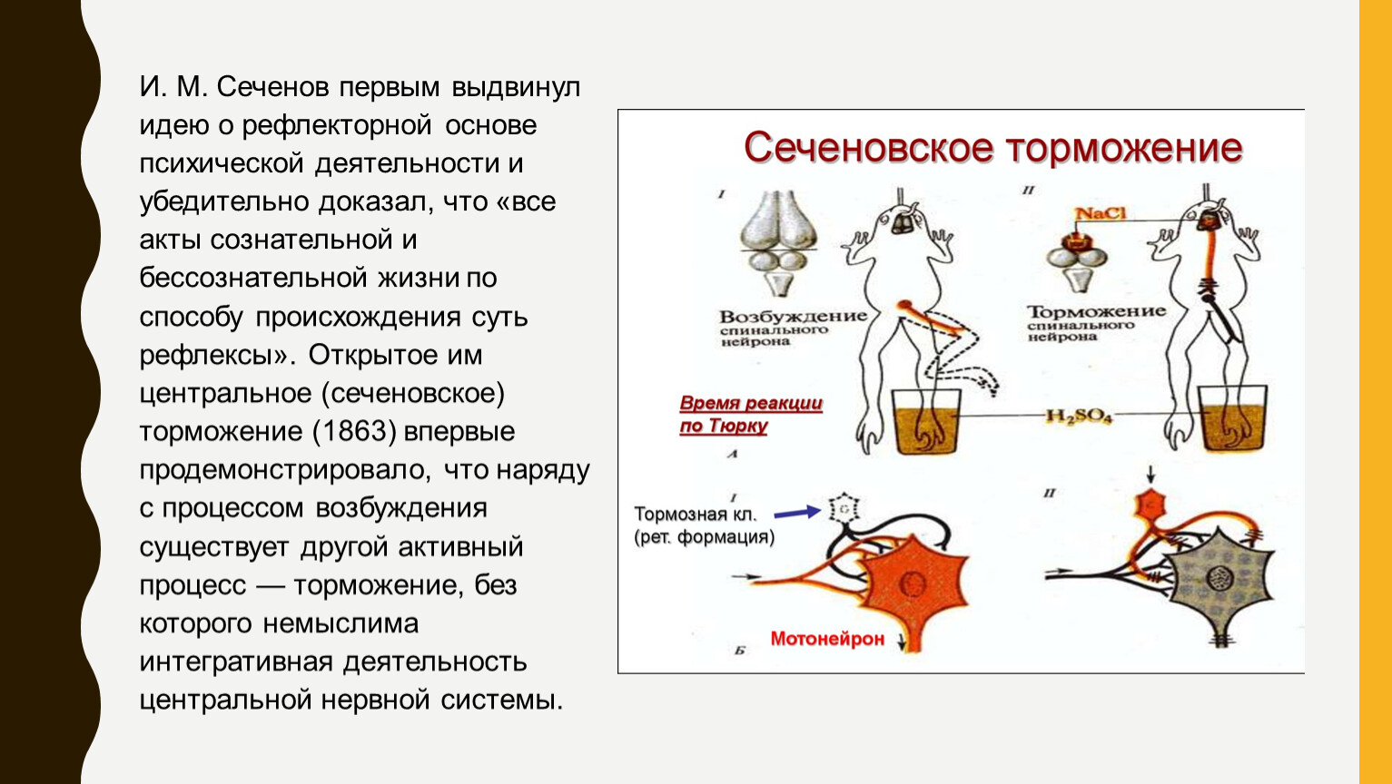 И.М. Сеченов и его труд «Рефлексы головного мозга»