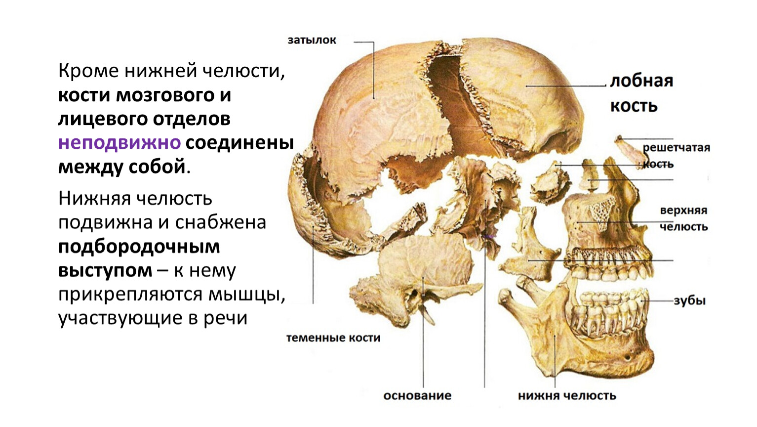 Все кости черепа соединены друг с другом. Теменная кость кость кость. Теменные кости черепа. Кости черепа теменная кость. Кости черепа теменная кость анатомия.