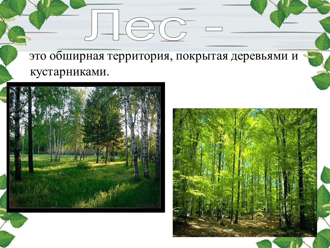 Презентация 4 класс окр мир жизнь леса