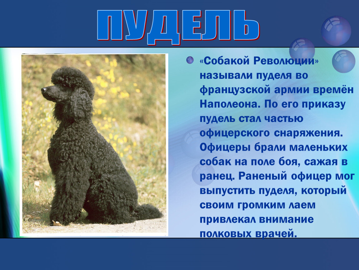 Песня пудель. Пудель. Сообщение о пуделе. Рассказ о породе собак пудель. Пудель краткое описание.