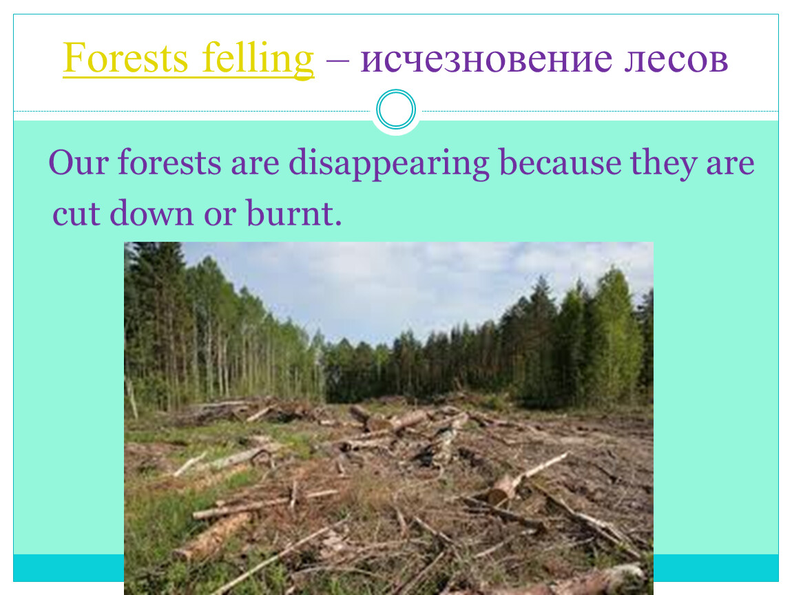 Cut them down. Forest are Cut down. Our Forests are disappearing. Cutting down Forests картинки.