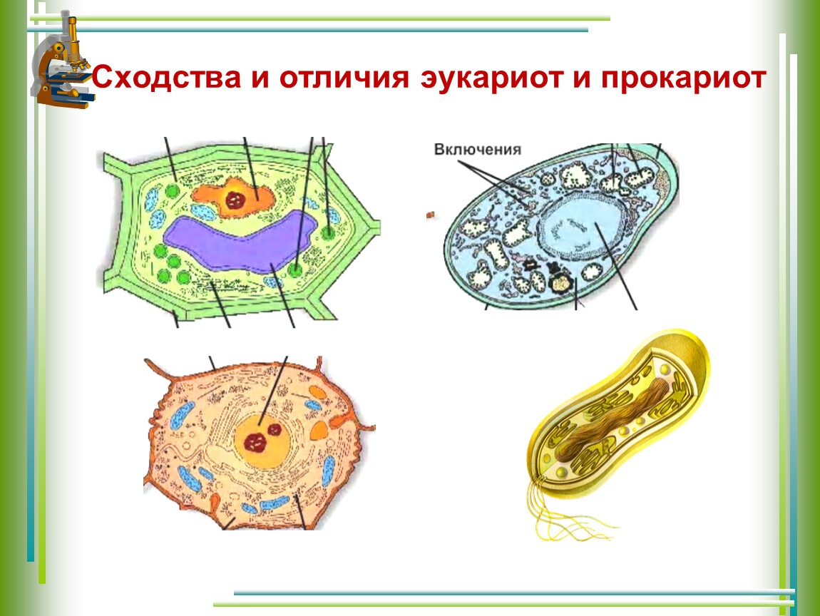 Сходства и различия эукариот. Клетка бактерий и эукариот. Строение эукариотической клетки растения животные грибы. Эукариоты растительная клетка строение. Прокариотическая клетка и эукариотическая клетка.