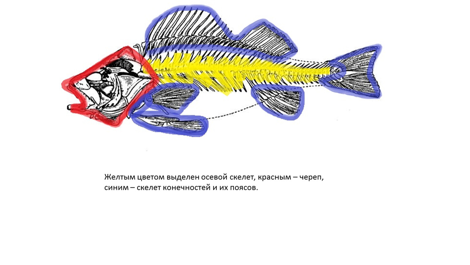 Скелет леща картинка