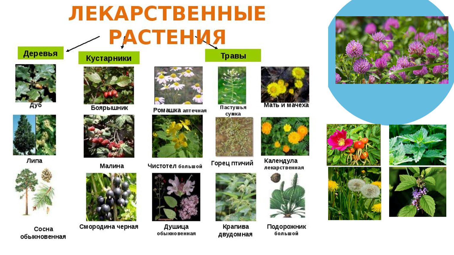 Зеленые растения являются ответ. Лечебные растения. Травы названия. Лекарственные растения названия. Лекарственные растения названия растений.