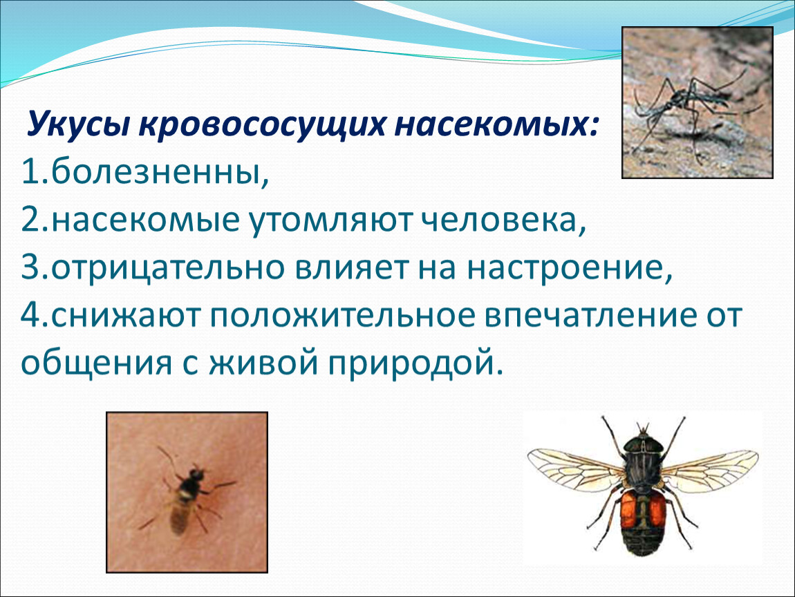 Укусы насекомых и защита от них обж. Укусы кровососущих насекомых картинки. Виды жалящих насекомых. К кровососущим насекомым относится. Виды кровососущих насекомых в России.