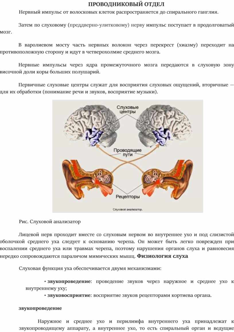 Периферический отдел слухового анализатора