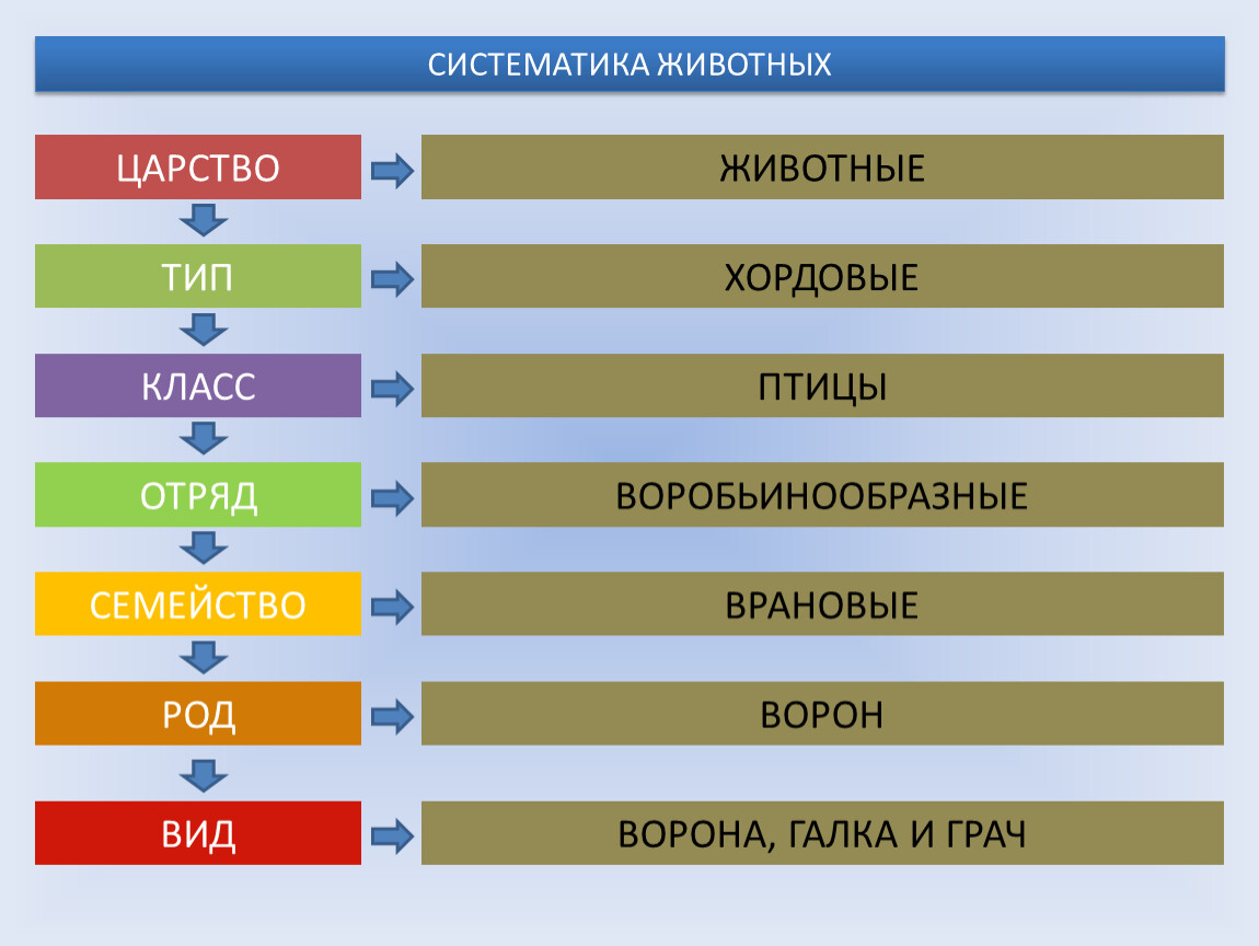 Тип род отряд