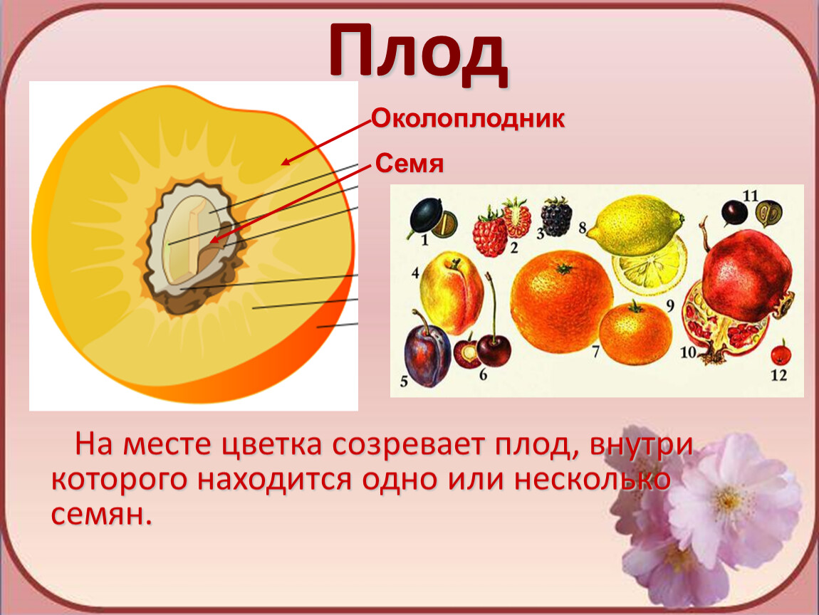 Плод На месте цветка созревает плод, внутри которого находится одно или несколько семян