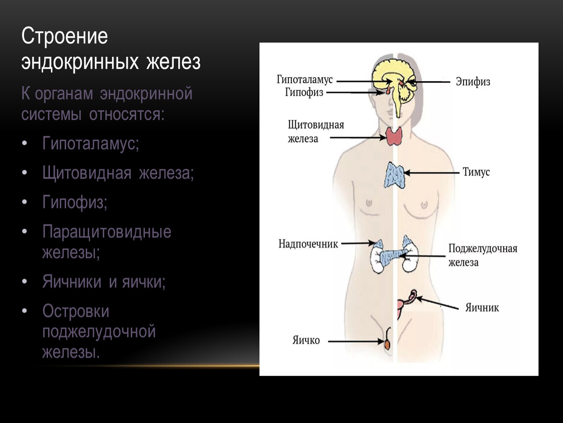 Какие железы связаны с эндокринной системой. Железы внутренней секреции строение. Строение эндокринных желез анатомия. Железы внутренней секреции анатомия человека. Схема строения эндокринной системы.