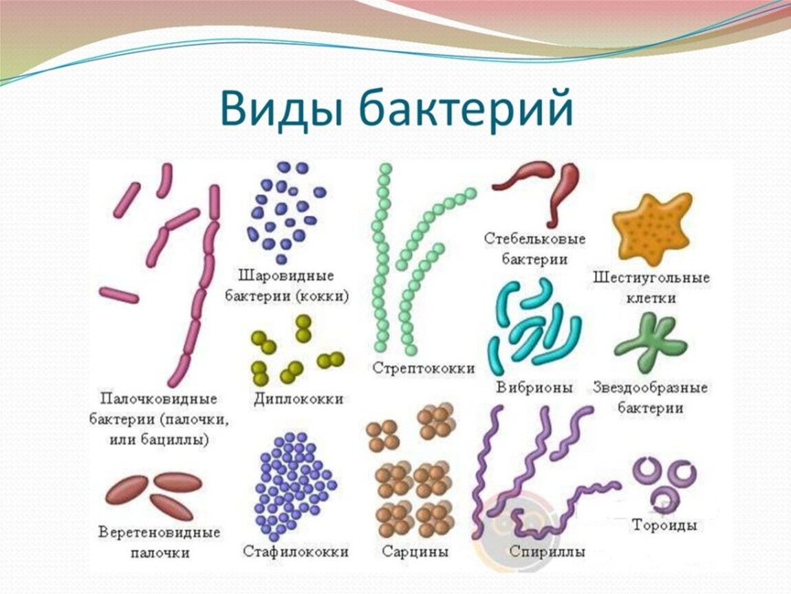 Название группы организмов бактерии. Формы и названия бактерий. Сарцины бактерии. Формы бактерий 5. Виды бактерий 5 класс биология.