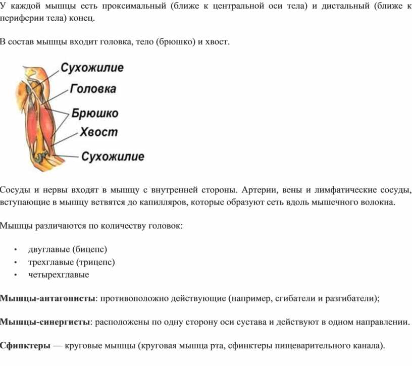 Концы мышц. Проксимальные мышцы. Проксимальные отделы мышц. Дистальная и проксимальная опора мышц. Проксимальные и дистальные мышцы.