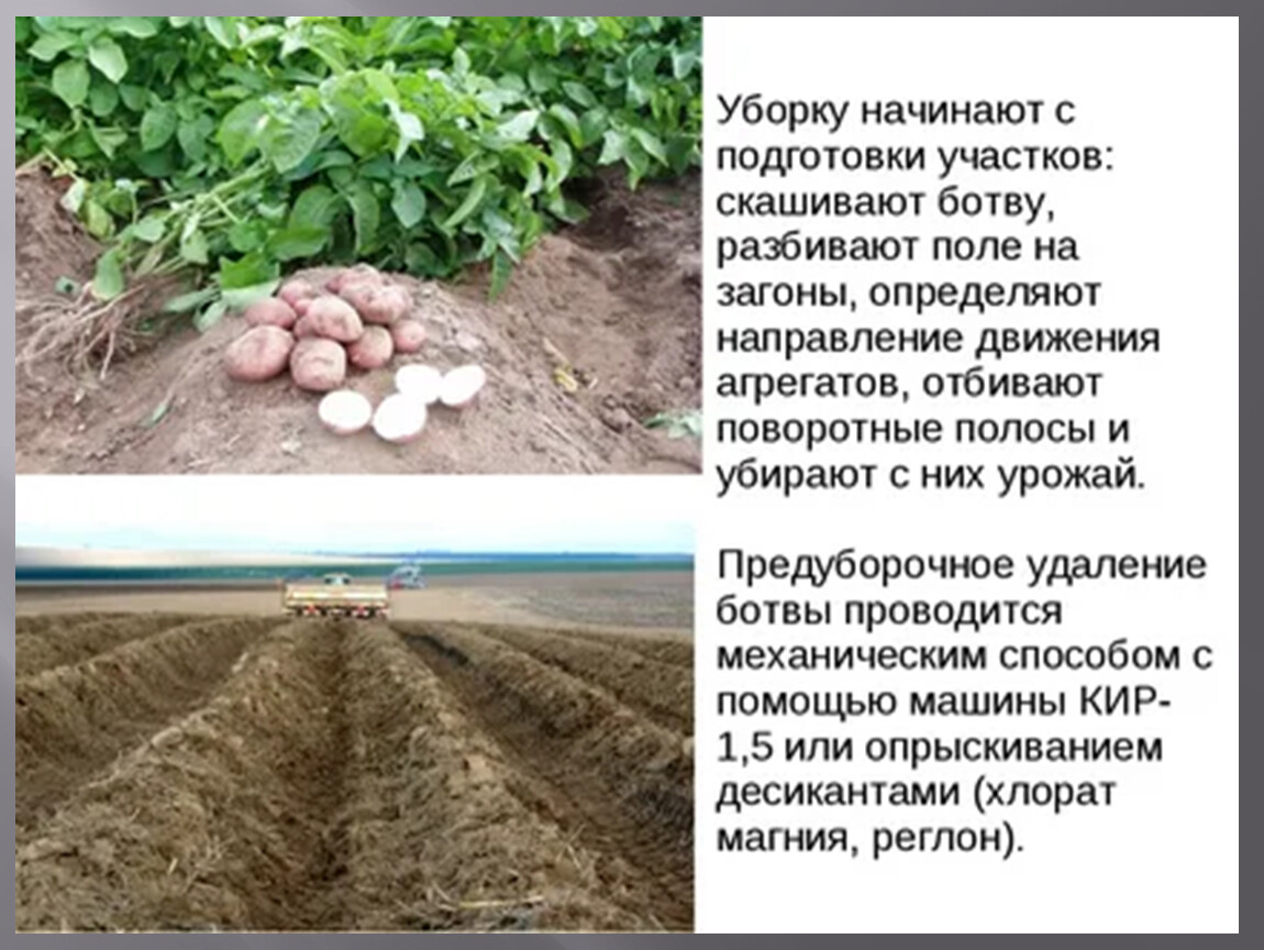 Технология уборки урожая. Метод посадки картофеля. Уборка картофеля. Технологии уборки и хранения урожая. Подготовка картофеля к посадке.