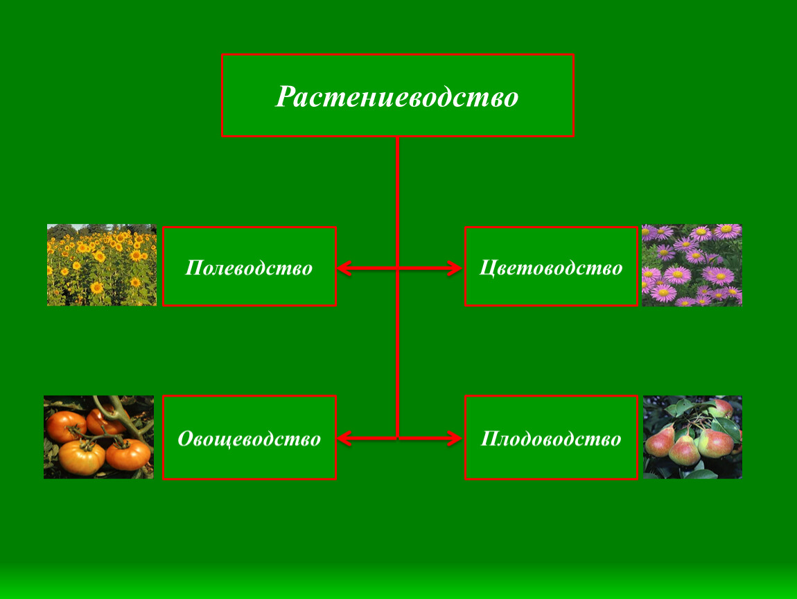 Растениеводство презентация по географии