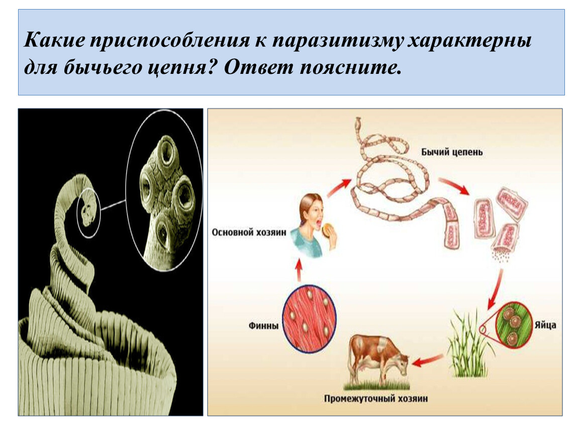 Ленточные черви образ жизни. Гельминтология бычий цепень. Плоские черви жизненный цикл бычьего цепня. Приспособления бычьего цепня к паразитическому. Клинические симптомы бычьего цепня.