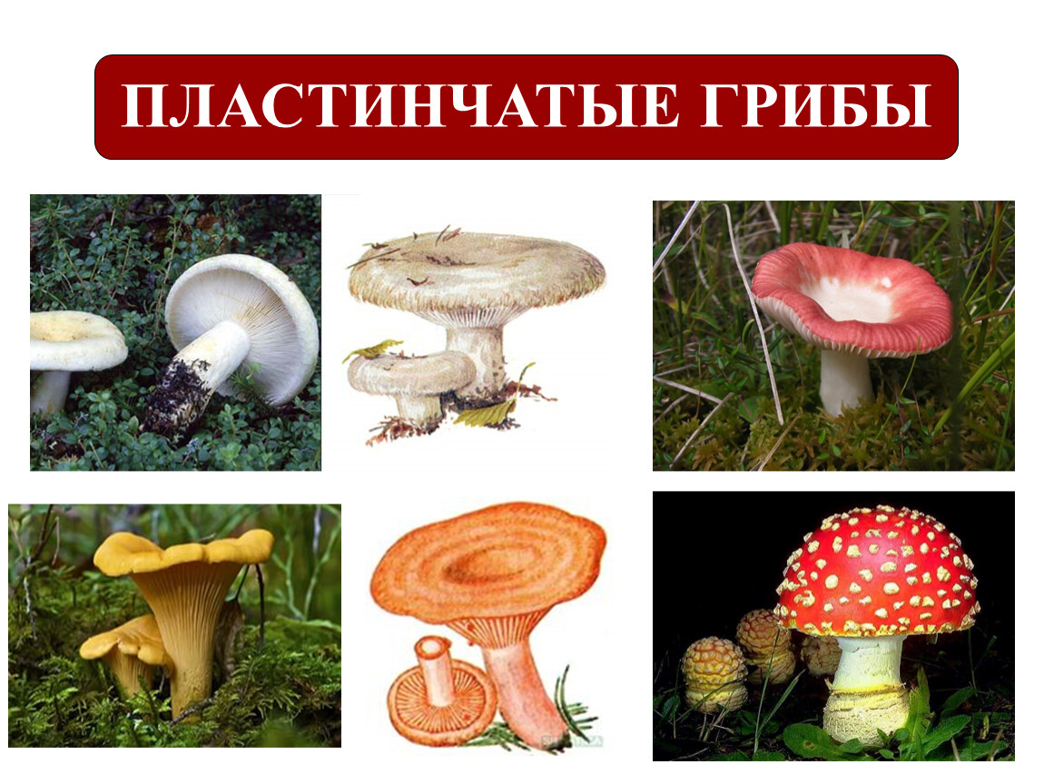 Выберите пластинчатые грибы