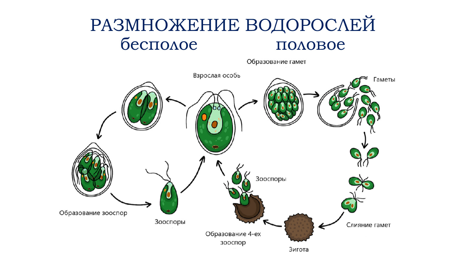 Размножение и жизненный цикл хламидомонады
