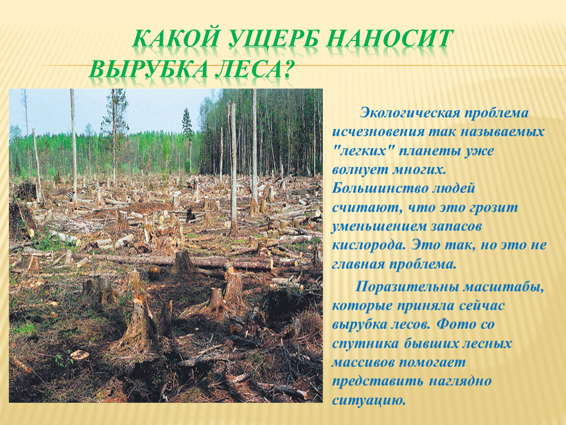 Основная причина экологических проблем в тайге. Вырубка лесов. Экология вырубка лесов. Последствия вырубки лесов. Экологические проблемы лесов.