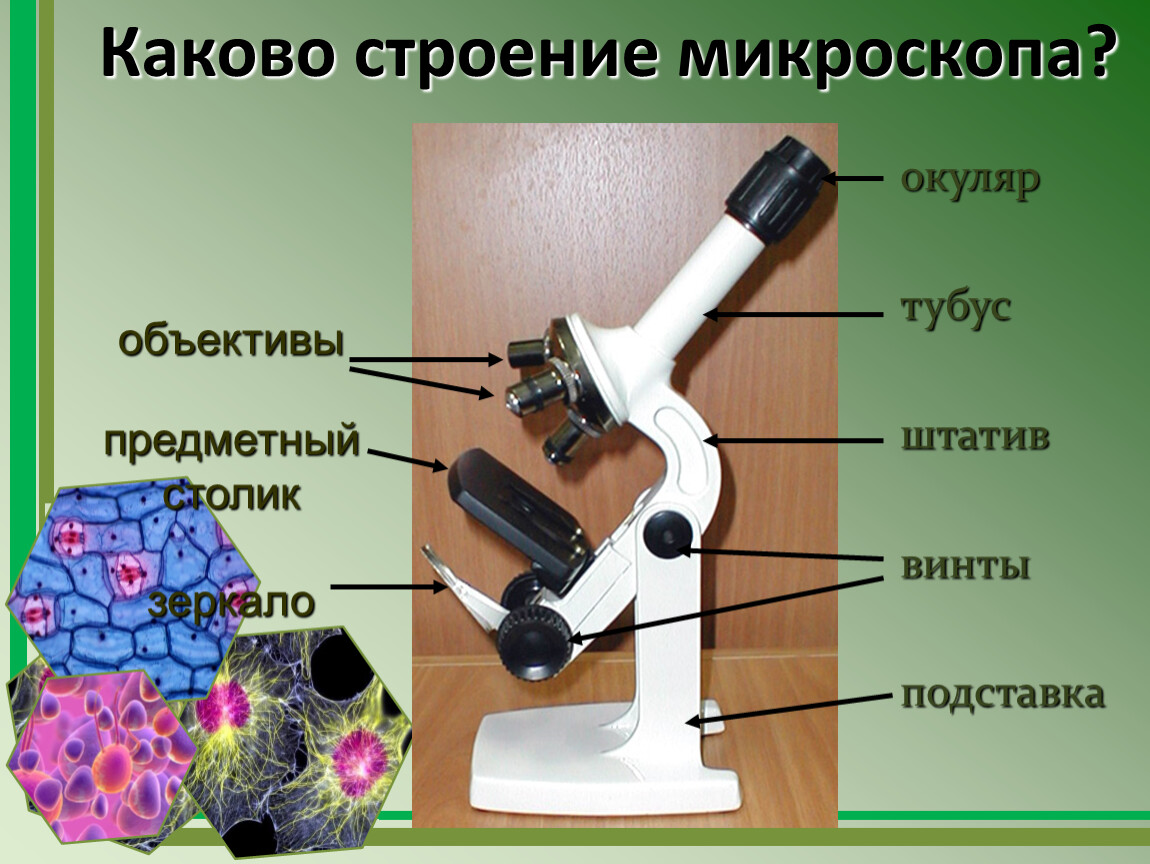 Какую функцию выполняет тубус в микроскопе