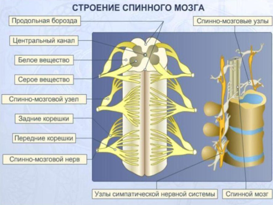 Строение и функции спинного мозга 8 класс