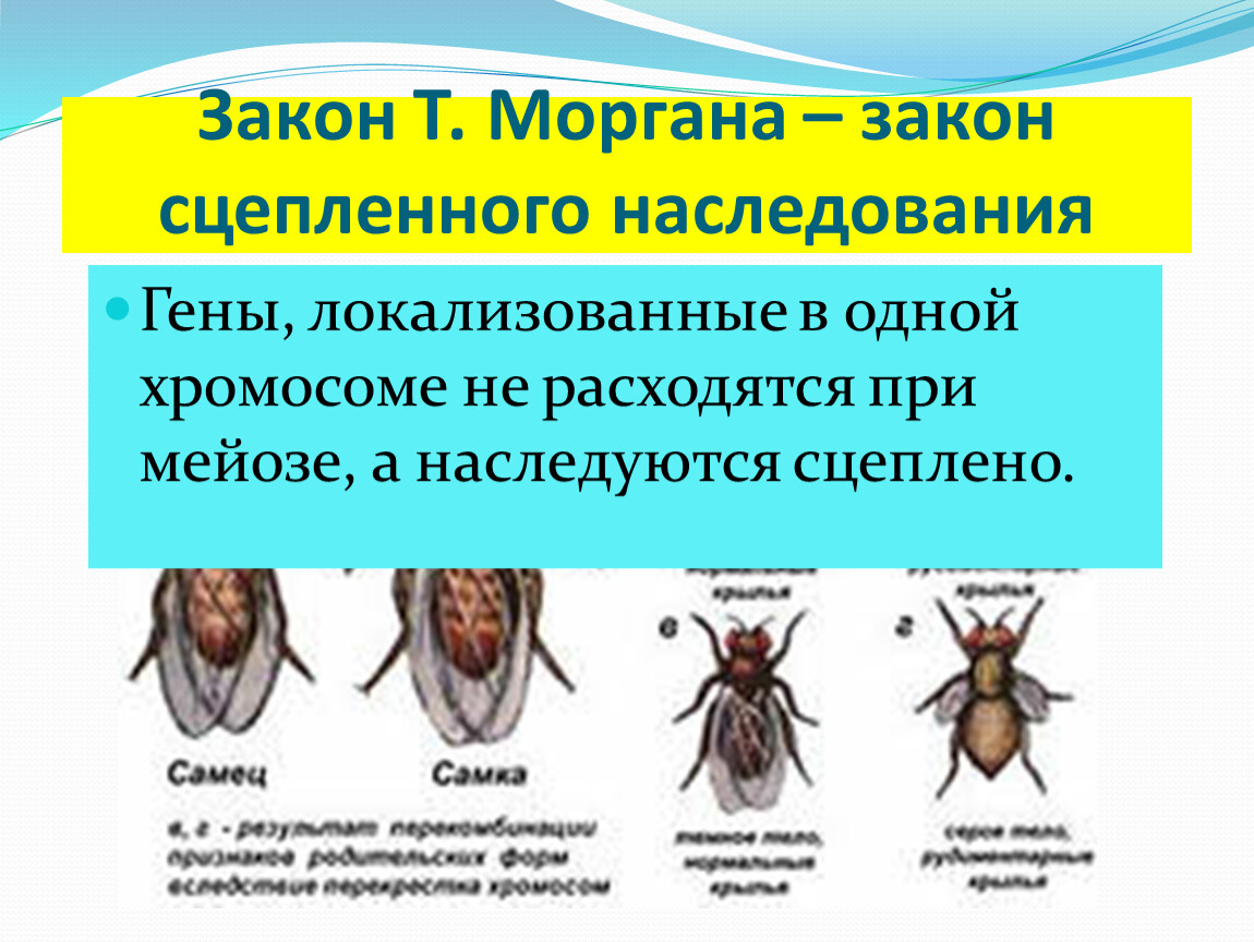 Сцепленное наследование генов закон т моргана