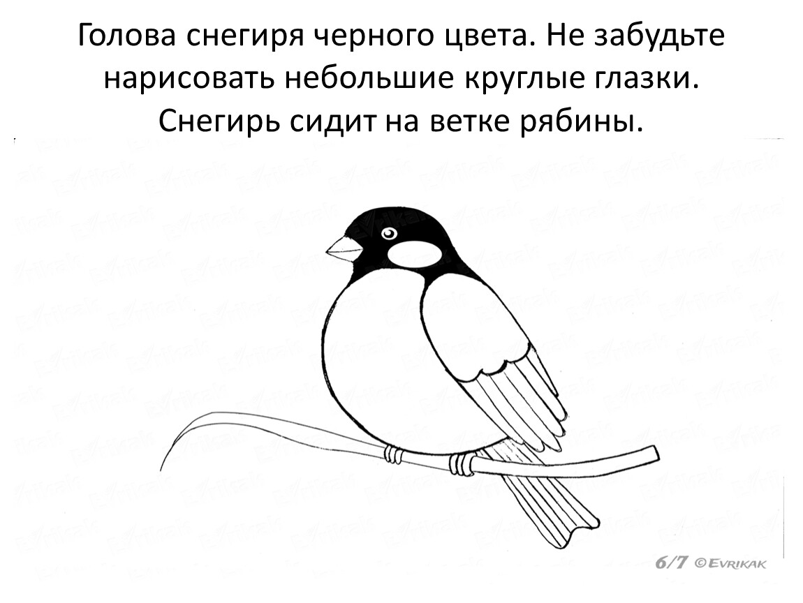 Снегирь поэтапно. Снегирь рисунок карандашом. Снегирь пошаговое рисование. Нарисовать снегиря поэтапно. Снегирь поэтапное рисование карандашом.