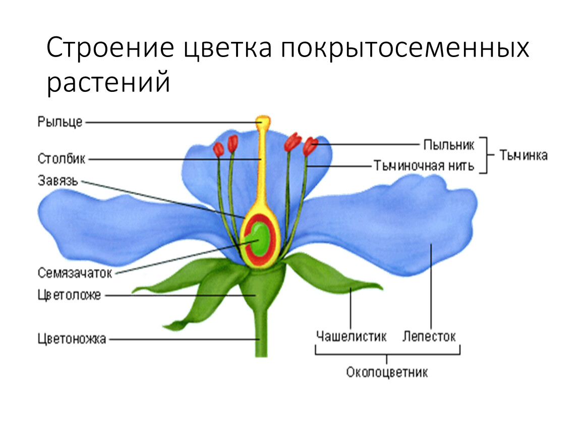 Мужской и женский органы цветка. Схема строения цветка покрытосеменных. Строение цветка покрытосеменных растений с функциями. Строение цветка схема венчик. Пыльник тычиночная нить рыльце.