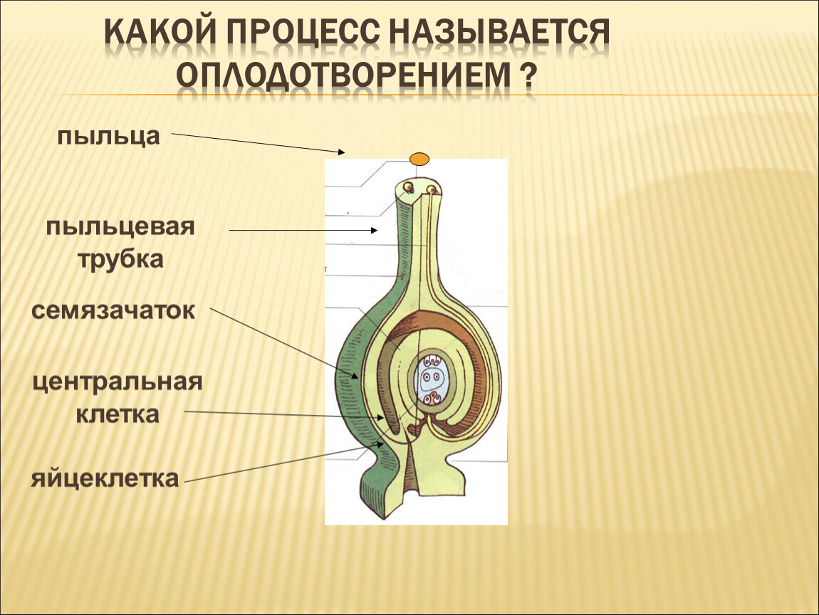 Какой процесс называется. Семязачаток и пыльцевая трубка. Какой процесс называется оплодотворением. Какой процесс называется процессом оплодотворения. Пыльцевая трубка.