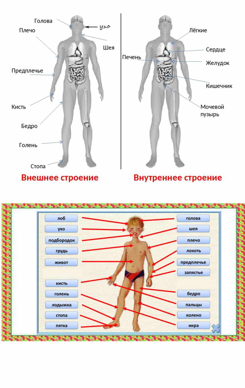 Покажи стрелками голень плечо и желудок человека. Голень плечо желудок ВПР. Тело человека 4 класс окружающий мир ВПР. Подпиши голень плечо и желудок человека. Где находится голень плечо и желудок человека.